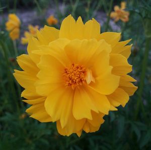 Close-up of yellow flower blooming outdoors