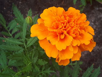 Close-up of yellow marigold flower