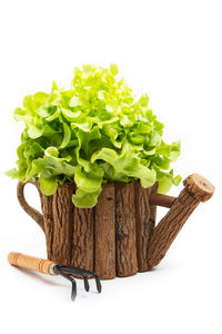 Close-up of vegetables against white background