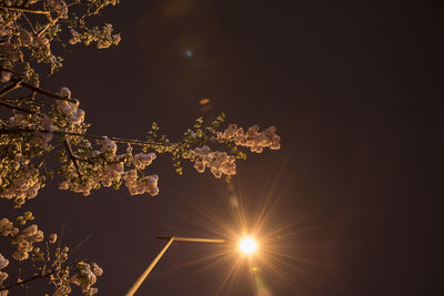 Low angle view of flowering plant against bright sun