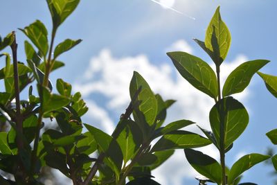 Low angle view of plant against sky