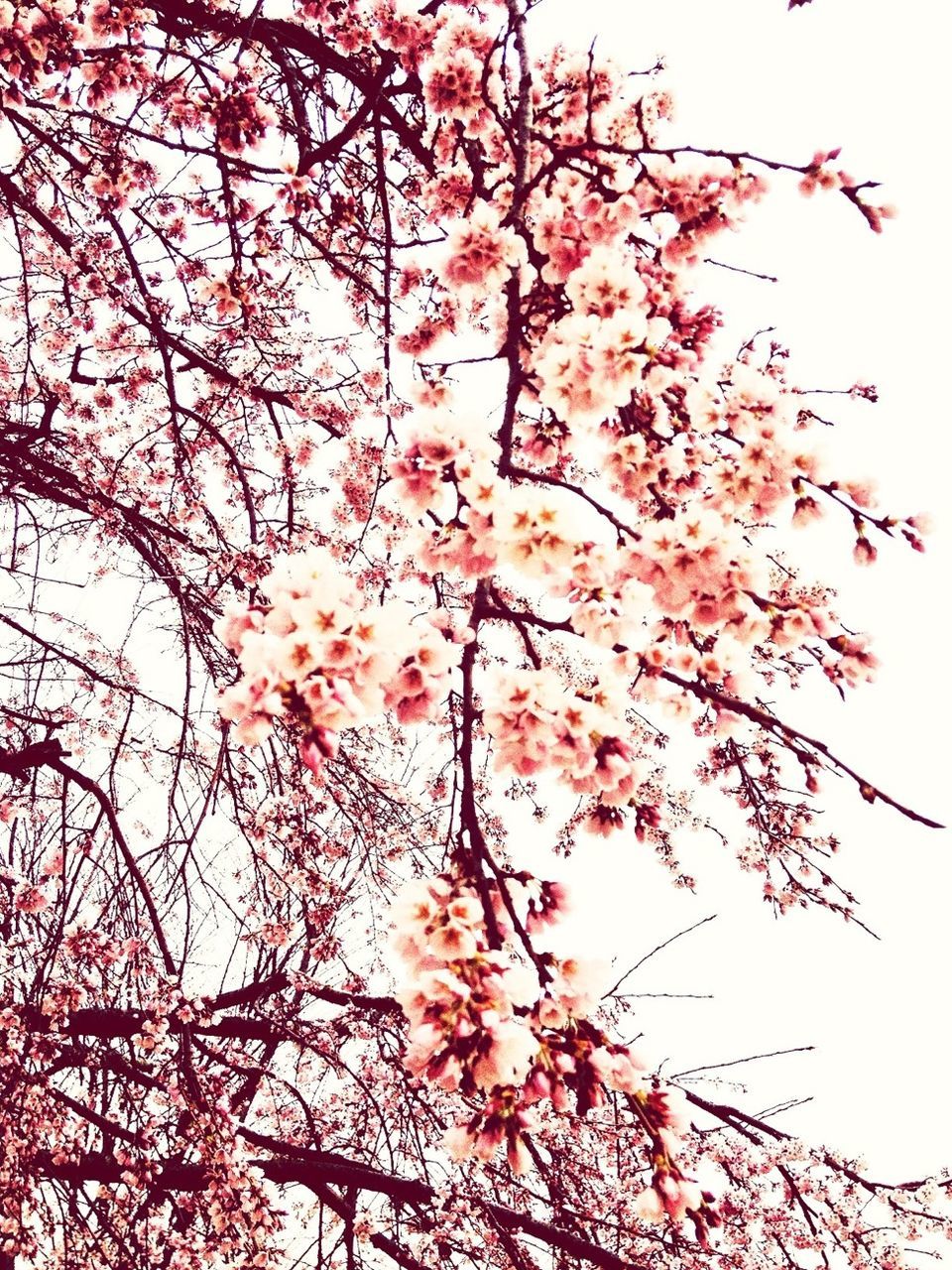 tree, branch, low angle view, flower, growth, freshness, beauty in nature, nature, pink color, sky, clear sky, blossom, fragility, springtime, cherry blossom, cherry tree, twig, outdoors, day, in bloom