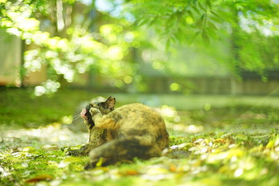 A tortoiseshell cat lying in japanese garden at fresh green season