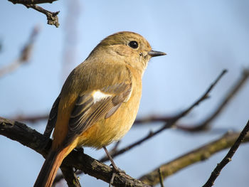 Close-up of bird perching on branch