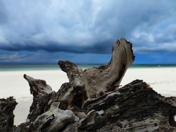 Driftwood on beach