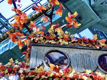 Low angle view of flowering plants on building