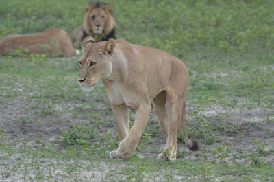 Full length of a cat on field