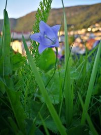 Close-up of flower blooming outdoors