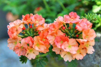 Close-up of orange flowering plants