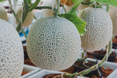 Close-up of fruits growing on plant