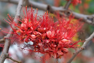 Close-up of red flowers on tree
