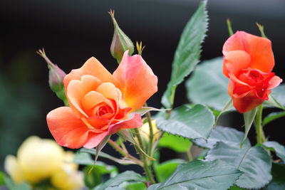 Close-up of pink rose