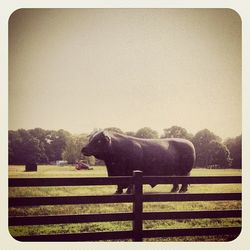 View of tree against sky