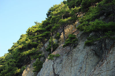 Low angle view of rock amidst trees against sky