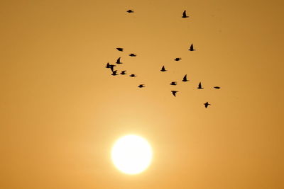 Birds in flight at sunrise over the desert dunes