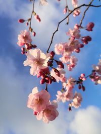 Low angle view of cherry blossoms against sky