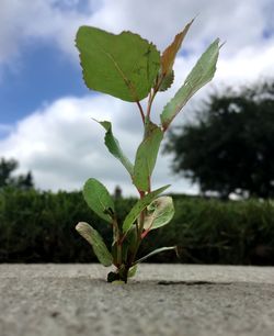 Close-up of plant against sky