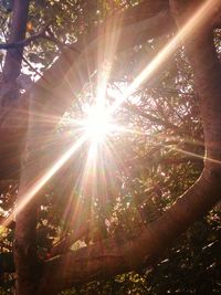 Sun shining through trees