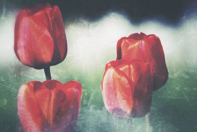 Close-up of red flowers