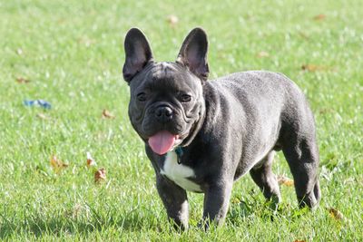 Portrait of a dog on field