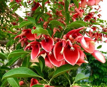 Close-up of red flowers blooming on tree