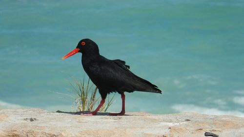 Side view of black oystercatcher on beach