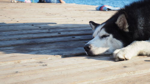 Close-up of a dog lying down