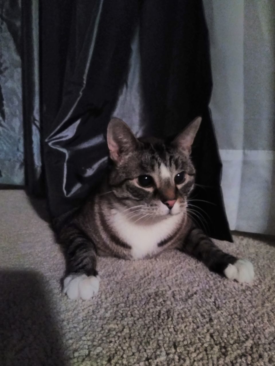 PORTRAIT OF CAT RELAXING ON BED AT HOME