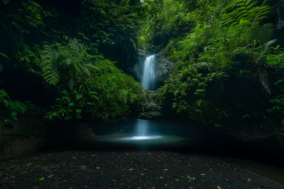 Scenic view of waterfall in forest