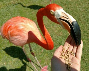 Cropped image of hand feeding flamingo on field