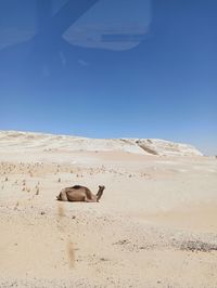 View of horse on sand