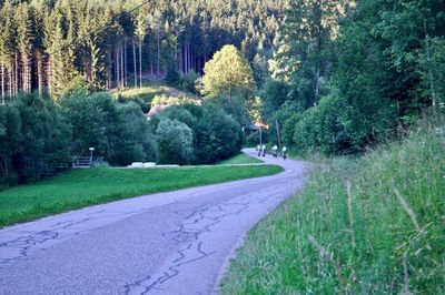 Road passing through forest