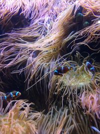 Close-up of fish swimming in sea