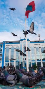 Low angle view of seagulls flying in city