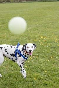 Portrait of dog with ball on field