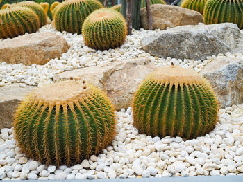 High angle view of succulent plant
