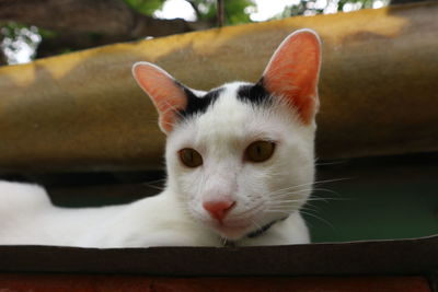 Close-up portrait of white cat