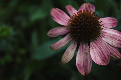 Close-up of pink flower