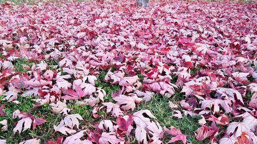 Close-up of pink roses blooming outdoors