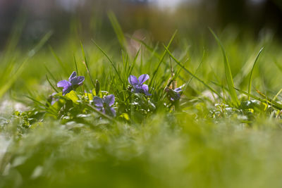 Close-up of purple crocus flowers on field