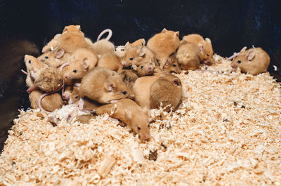 Cage with bunch of beige mice. growing mice for sale. small business.