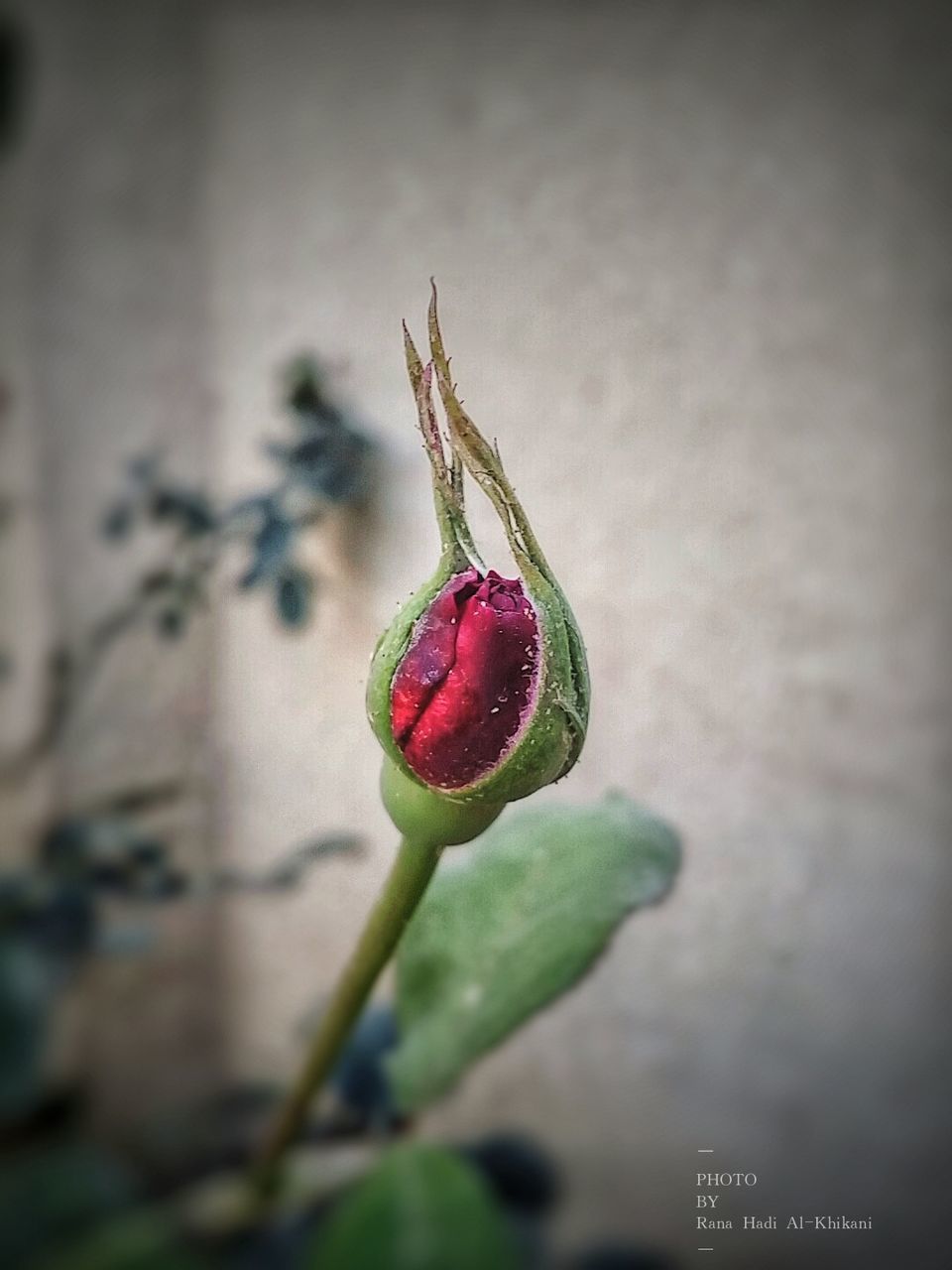 plant, freshness, close-up, growth, food and drink, red, food, healthy eating, focus on foreground, flower, no people, beauty in nature, fruit, nature, day, selective focus, flowering plant, green color, outdoors, plant stem, sepal, ripe