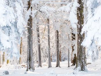 Trees on snow covered land