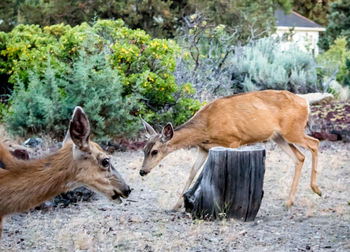 Doe by foal on field