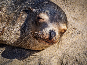 High angle view of seal relaxing on beach