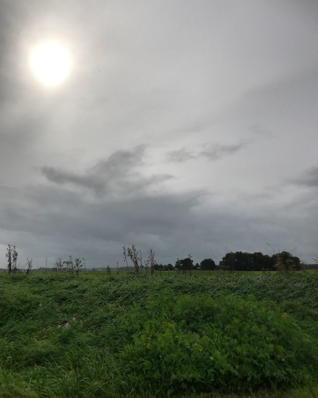 sky, cloud - sky, plant, beauty in nature, tranquility, scenics - nature, tranquil scene, nature, landscape, environment, green color, land, no people, field, grass, tree, non-urban scene, day, growth, outdoors