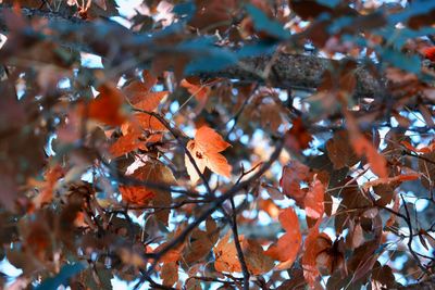 Low angle view of maple leaves on tree during autumn