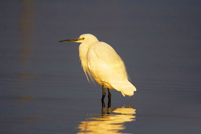 Bird perching on a lake