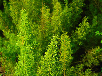 Close-up of fresh green plants