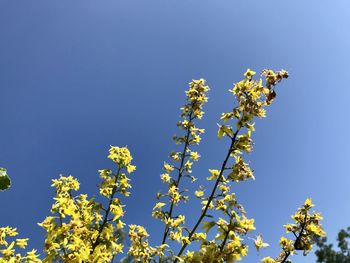 Low angle view of flowering plant against blue sky